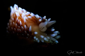 ~ Silver Tip ~ by Geo Cloete 